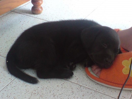 Esta es mi perrita en su primer dia en casa 
era una autentica dormilona